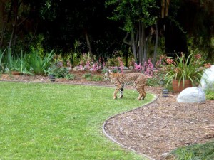 Bobcat in a yard adjacent to the BFS