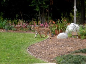 Another view of the Bobcat.