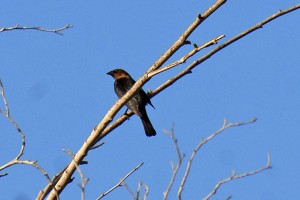 A male Brown-headed Cowbird in a tree by pHake Lake, 1 May 2009.