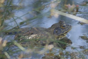 American Bullfrog, Lithobates catesbeianus, in pHake Lake. Photographed last month by Tad Beckman