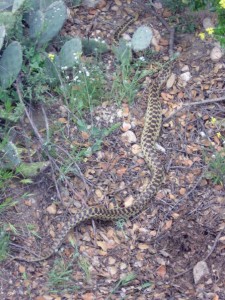 Gopher Snake, , in the Neck. Photographed in April by Allison Dubner, Pomon Biology ’09.