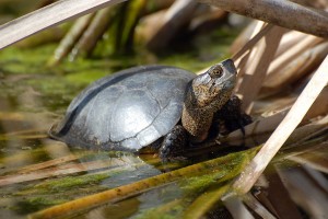 Western Pond Turtle, Actinemys marmorata, photographed in April at pHake Lake