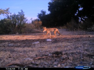 Coyote at dawn, eastern neck BFS (Cuddeback No Flash)