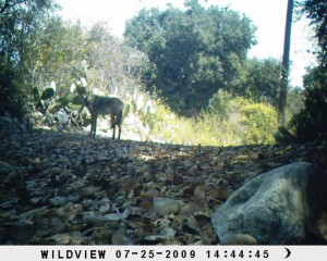 Coyote along western BFS border (Xtreme 2)