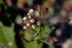 <em>Capsella bursa-pastoris</em> flowers and seed pods.