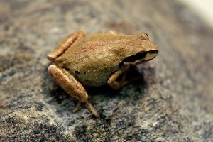 Female Pacific Treefrog, <em>Pseudacris hypochondriaca</em>, from the 'new' BFS toad pond. 