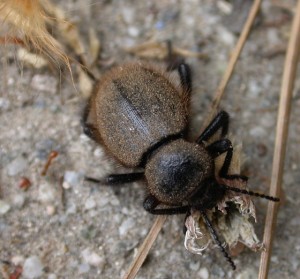 <em>Eleodes osculans</em>, Wooly Darkling Beetle, in Webb Canyon.  Photo by Harsi Parker.