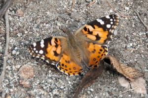 A Painted Lady, Vanessa cardui, in the trail on the north side of pHake Lake. Nancy Hamlett.