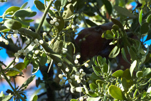 Leaves and berries of Big Leaf Mistletoe (Phoradendron serotinum ssp. macrophyllum). Nancy Hamlett.