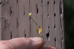 A two-inch flowering plant of Brassica tournefortii. Nancy Hamlett.