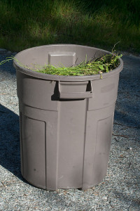 A garbage can full of Brassica tournefortii!  Nancy Hamlett.