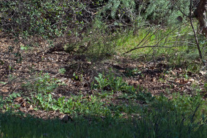 Before (left): Italian thistles springing up under an oak tree. Nancy Hamlett.