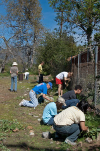 Volunteers near the end of their work for the day. Left to right:  pulling Italian Thistles. Nancy Hamlett.