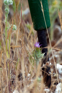 A tiny Italian Thistle (Carduus pycnocephalus) growing among brome and Cryptantha. The bottom end of a weed digger provides scale. Nancy Hamlett.