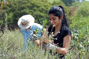 Monica Jackson holds a "bouquet" of Maltese Star Thistles while Mike Tschudi searches for more.