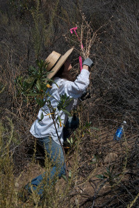 Volunteer Carol Cox pulls star thistles from the south berm of the 'new toad pond'. Nancy Hamlett.