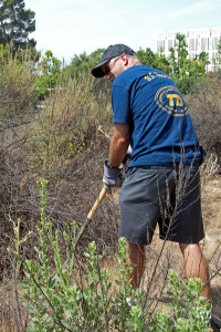 Dave Willbers (Citrus College) digs up some Italian Thistles we found on the 'old' toad pond mound. Nancy Hamlett.