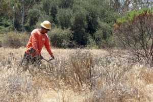 A worker from Johnny's Tree Service knocking down star thistles in the grassy area west of the entry drive. Nancy Hamlett.
