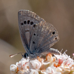 Reakirt's Blue (Echinargus isola) on California Buckwheat (Eriogonum fasciculatum var. foliolosum). Nancy Hamlett.
