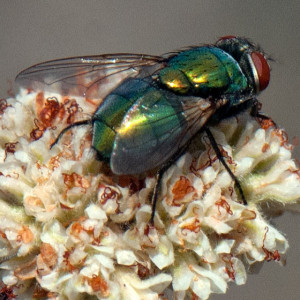 A blow fly, Lucilia sp. on California Buckwheat (Eriogonum fasciculatum var. foliolosum). Nancy Hamlett.