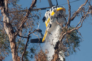 4:53 PM - A Sikorsky S70-A water dropping helicopter, seen through a eucalytus tree, dropping water on the south edge of the BFS. ©Nancy Hamlett.
