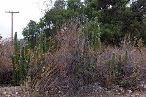 Cereus sp. cactus growing next to the road.