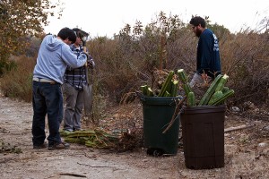 Volunteers chop up Cereus cactus and put it in cans for discard.