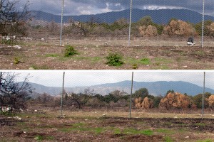 Top: Emerging Trees-of-Heaven in the Foothill Blvd parkway. Bottom: Trees-of-Heaven removed.