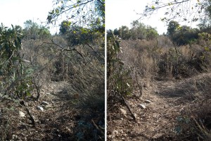 A portion of the lake trail before (left) and after (right) clearing. Nancy Hamlett.
