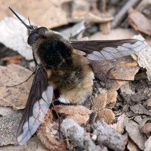 A Greater Bee Fly, Bombylius major, on a sandy fire road in the 'Neck'. Nancy Hamlett.
