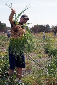 Dave Willber (Citrus College) with a giant uprooted Maltese Star Thistle. Nancy Hamlett.