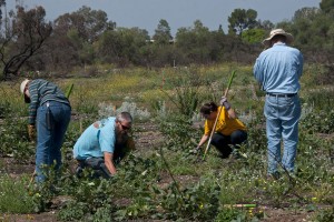 Marcie Gaebler (HMC), BFS Director Marty Meyer, Christina Cabral (Citrus College) and Mike Tschudi remove weeds from an experimental plot. Nancy Hamlett.