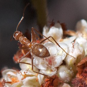 A honeypot ant, Myrmecocystus wheeleri, on California Buckwheat (Eriogonum fasciculatum var. foliolosum). Nancy Hamlett. 