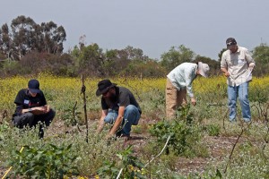 Steven Minkler (Citrus College), BFS Director Marty Meyer, Prof. Diane Thomson (Keck Science Biology), and Richard Rojo identify and record plants in one of the experimental plots. Nancy Hamlett.