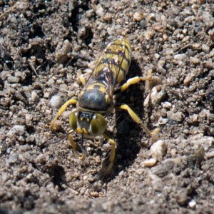 A sand wasp, Tribe Bembicini. Nancy Hamlett.