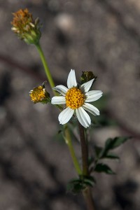 Flower of Common Beggar-Ticks (Bidens pilosa) blooming in the East Field. Nancy Hamlett.