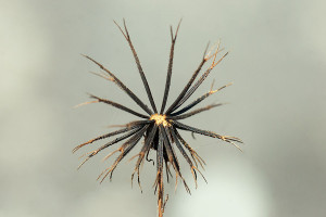 A Beggar-Ticks seedhead showing the "two-toothed" seeds. Nancy Hamlett.