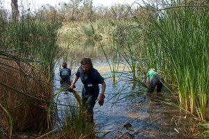 Nicky Subler (HMC '16), Tom Kruells (Citrus College), and Marcie Gaebler (HMC '17) clearing cattails and bulrushes in front of the little island. Nancy Hamlett.