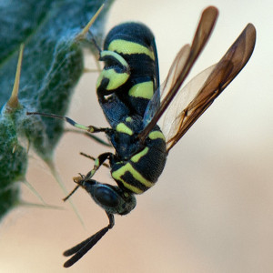 A chalcid wasp, Leucospis affinis, on Cobwebby Thistle (Cirsium occidentale var. occidentale). Nancy Hamlett.