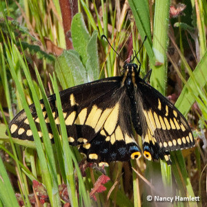 A Desert Black Swallowtail, Papilio polyxenes coloro, in the East Field.  This sighting is only the second time this species has been reported in Los Angeles County. Nancy Hamlett.