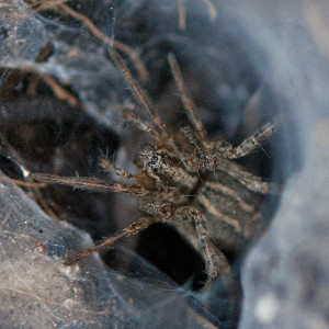 A funnel web spider, Subfamily  Ageleninae, in her funnel web in the East Field burn area. Nancy Hamlett