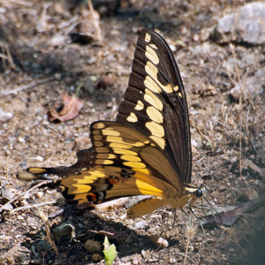 Western Giant Swallowtail (Papilio rumiko) at pHake Lake. Nancy Hamlett.