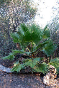 One of the Mexican Fan Palms that have popped up around the lake.