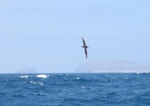 A black-footed albatross riding the wind with Santa Barbara Island in the background. 