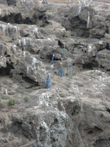 Harry, Kristen, and Augie on the cliffs, searching for new nests