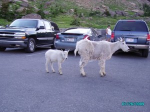 mountain goats in a parking lot near logan pass. 