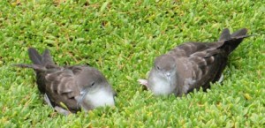 A pair of wedge-tailed shearwaters socializing at the club on Popo\'ia Island. 