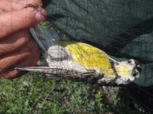 Meadowlark in the net