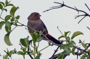 A normally pigmented California Towhee in aBlue Elderberry tree.