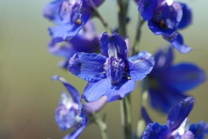 Delphinium parryi flower closeup